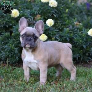 Blue Bell, French Bulldog Puppy