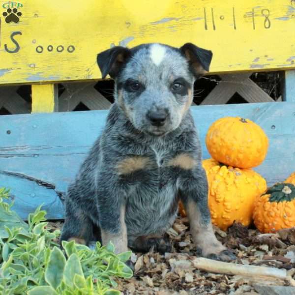 Blue, Blue Heeler – Australian Cattle Dog Puppy