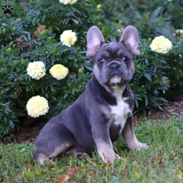 Blue, French Bulldog Puppy