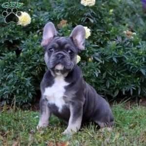 Blue, French Bulldog Puppy