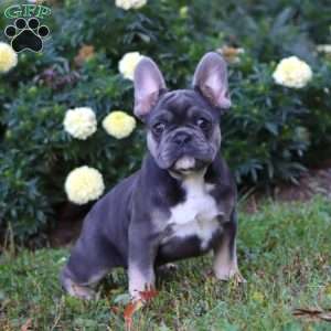 Blue, French Bulldog Puppy