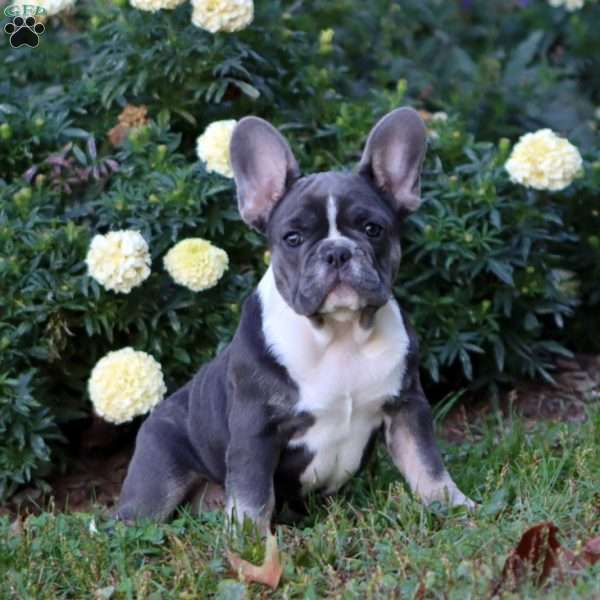Blythe, French Bulldog Puppy