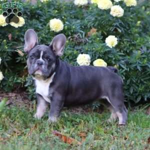 Blythe, French Bulldog Puppy