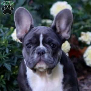 Blythe, French Bulldog Puppy