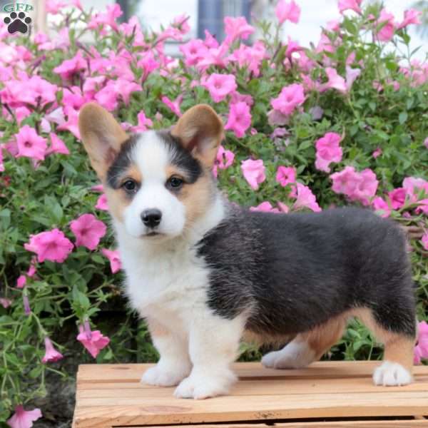 Boba, Pembroke Welsh Corgi Puppy
