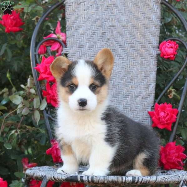 Boba, Pembroke Welsh Corgi Puppy