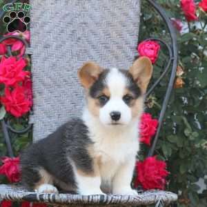 Boba, Pembroke Welsh Corgi Puppy