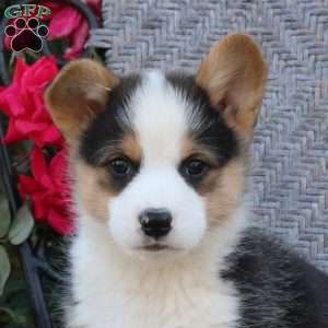 Boba, Pembroke Welsh Corgi Puppy