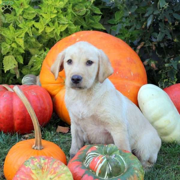 Bobby, Yellow Labrador Retriever Puppy