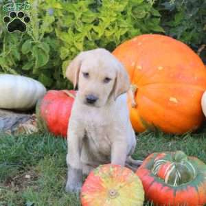 Bobby, Yellow Labrador Retriever Puppy