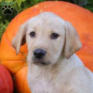 Bobby, Yellow Labrador Retriever Puppy