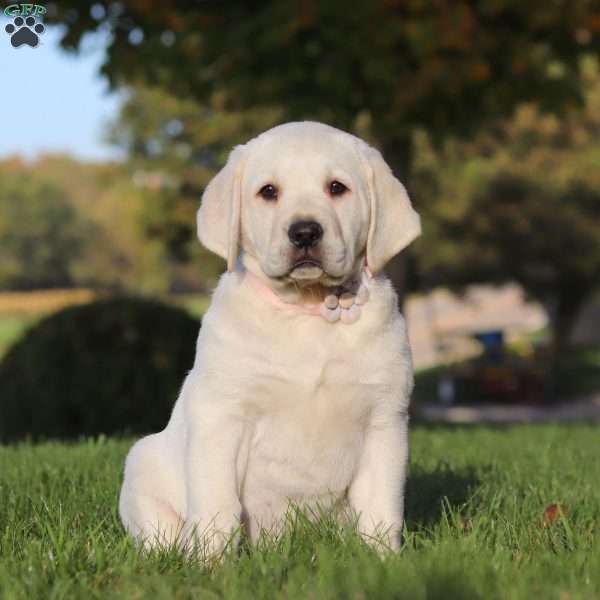 Bonnie, Yellow Labrador Retriever Puppy