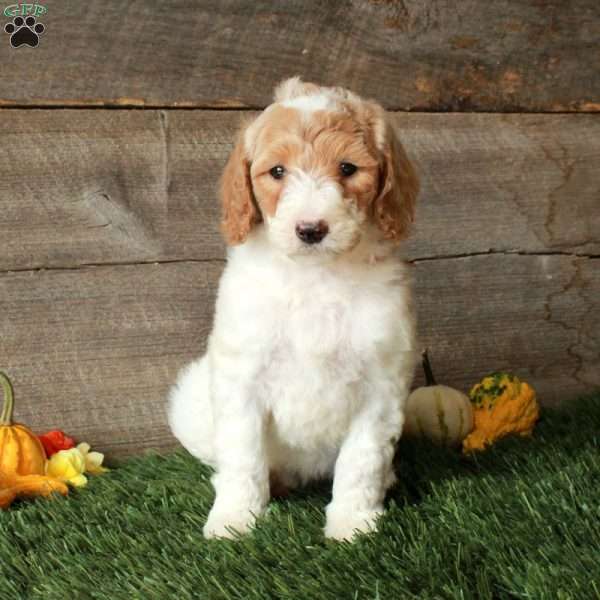 Bonnie – Moyen, Standard Poodle Puppy