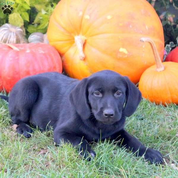 Bonnie, Black Labrador Retriever Puppy