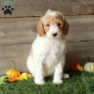 Bonnie – Moyen, Standard Poodle Puppy