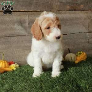 Bonnie – Moyen, Standard Poodle Puppy