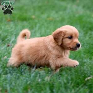 Bonnie, Golden Retriever Puppy