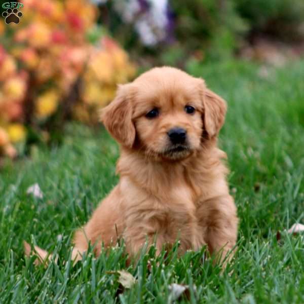 Bonnie, Golden Retriever Puppy