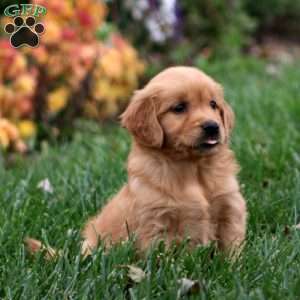 Bonnie, Golden Retriever Puppy