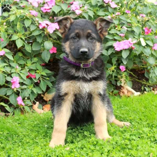 Boone, German Shepherd Puppy