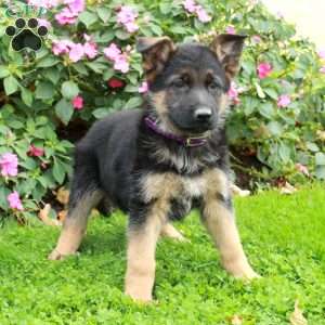 Boone, German Shepherd Puppy