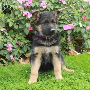 Boone, German Shepherd Puppy