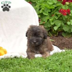 Boots, Mini Whoodle Puppy
