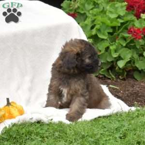 Boots, Mini Whoodle Puppy