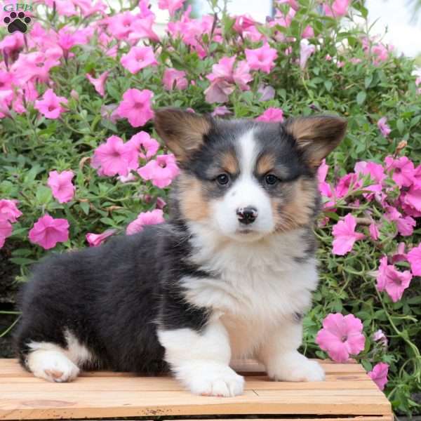Brandy, Pembroke Welsh Corgi Puppy