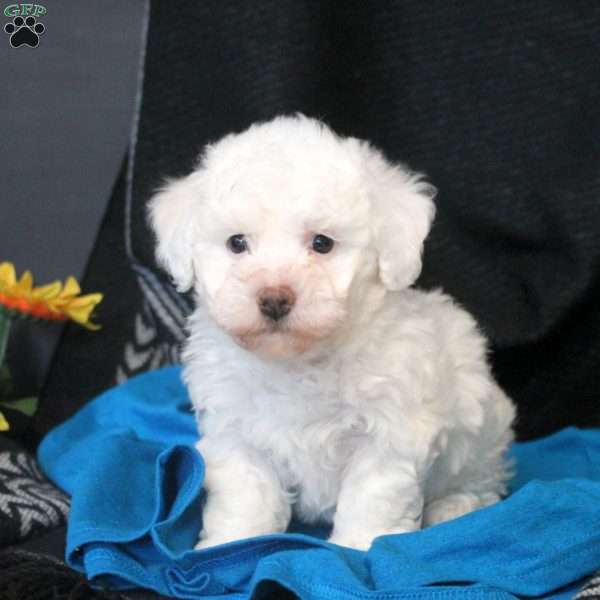 Brandy, Bichon Frise Puppy