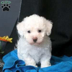 Brandy, Bichon Frise Puppy