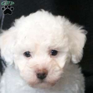 Brandy, Bichon Frise Puppy