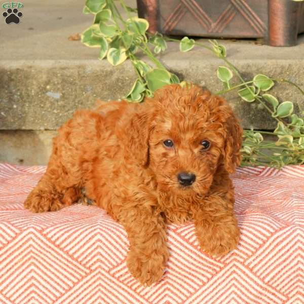 Braxton, Mini Labradoodle Puppy