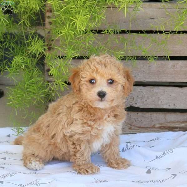 Braxton, Bich-Poo Puppy