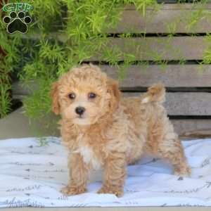 Braxton, Bich-Poo Puppy