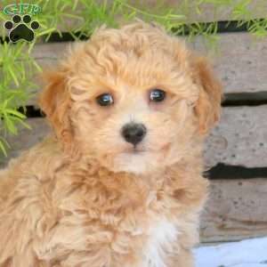 Braxton, Bich-Poo Puppy