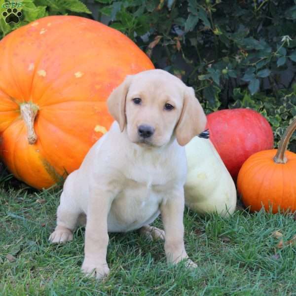 Bree, Yellow Labrador Retriever Puppy