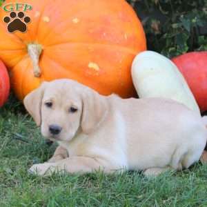 Bree, Yellow Labrador Retriever Puppy
