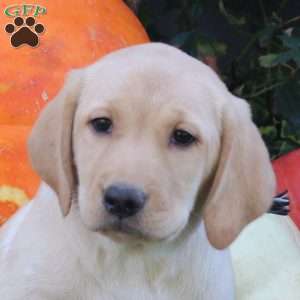 Bree, Yellow Labrador Retriever Puppy