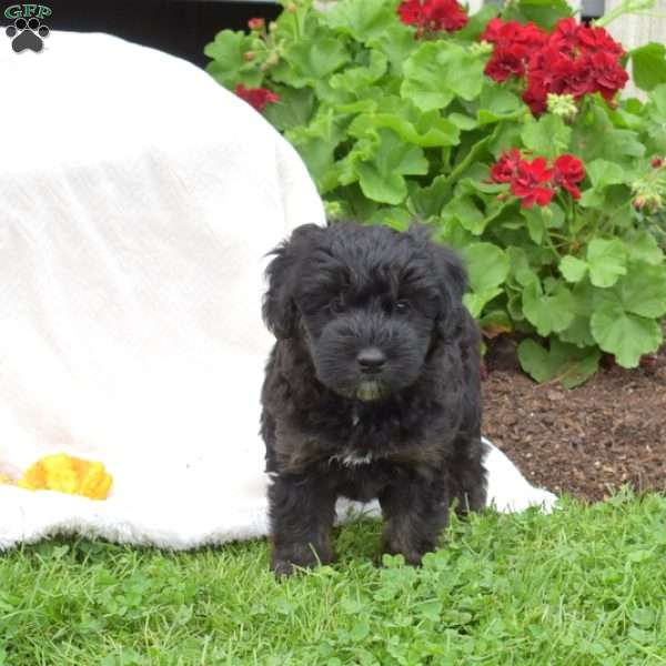 Breeze, Mini Whoodle Puppy