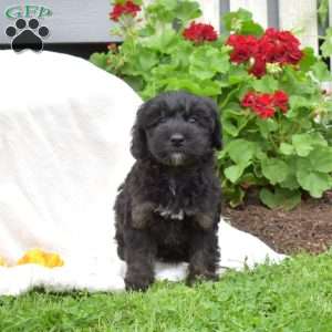 Breeze, Mini Whoodle Puppy