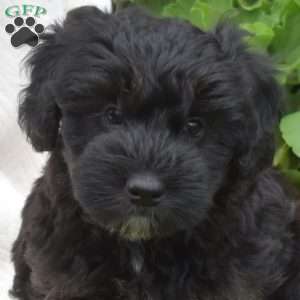Breeze, Mini Whoodle Puppy