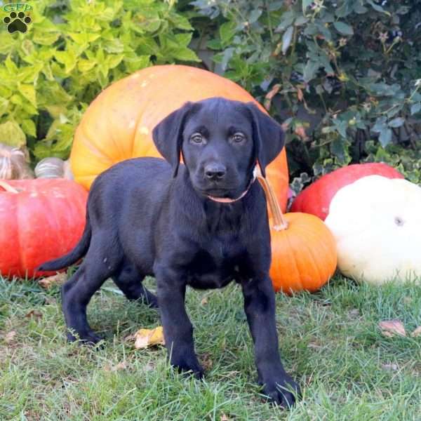 Brianna, Black Labrador Retriever Puppy