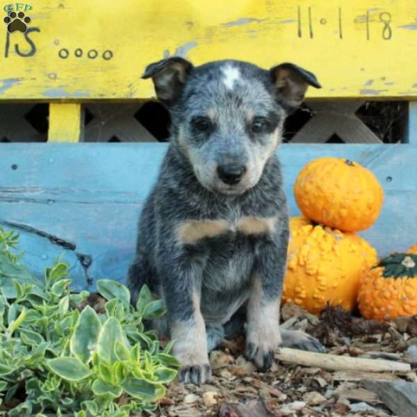 Briar, Blue Heeler – Australian Cattle Dog Puppy