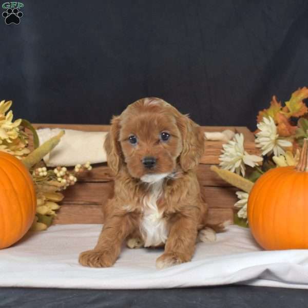 Bridget, Cavapoo Puppy
