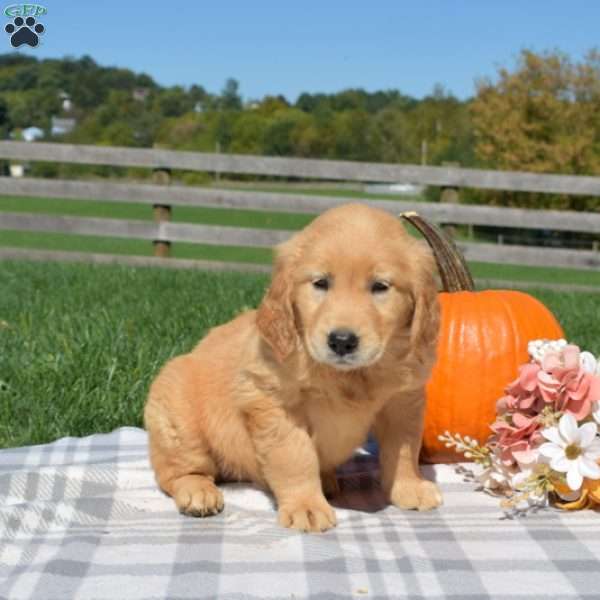 Bridget, Golden Retriever Puppy