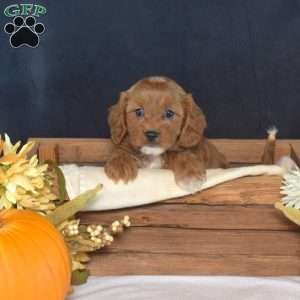 Bridget, Cavapoo Puppy