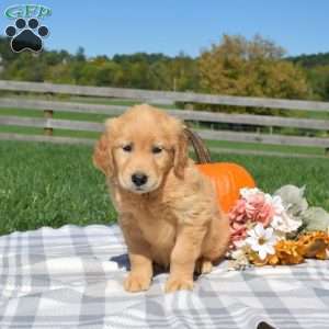 Bridget, Golden Retriever Puppy