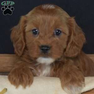 Bridget, Cavapoo Puppy