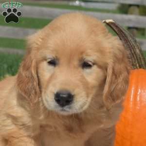 Bridget, Golden Retriever Puppy